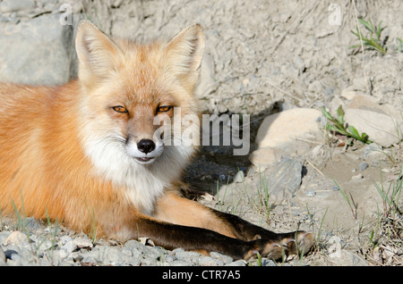 Nahaufnahme eines Roten Fuchses liegen in den Felsen, Highway Pass, Denali National Park & Preserve, innen Alaska, Sommer Stockfoto