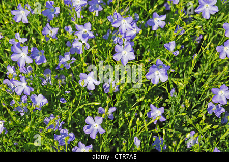 Nahaufnahme der Blüten von Leinsamen oder gemeinsame Flachs Linum Usitatissimum. Stockfoto