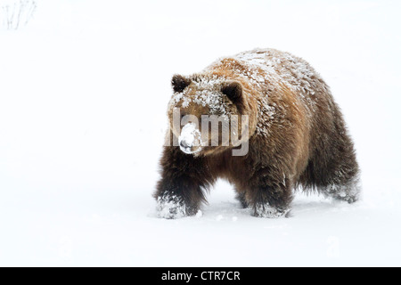 CAPTIVE: Kleine weibliche Grizzly, Alaska Wildlife Conservation Center, Yunan Alaska, Winter Stockfoto