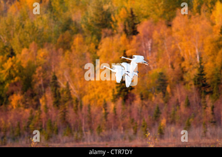 Trumpeter Schwäne im Flug über Potter Marsh mit Herbstlaub im Hintergrund, Yunan Alaska Stockfoto