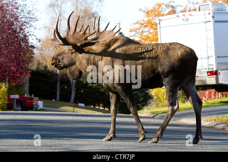 Großen Elchbullen Spaziergänge entlang einer Wohnstraße, Anchorage, Alaska Yunan, Herbst Stockfoto