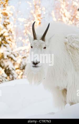 CAPTIVE: Weiblich Bergziege im Schnee, Alaska Wildlife Conservation Center, Yunan Alaska, Winter Stockfoto