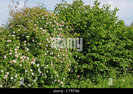 Heckenrosen Rosa Canina in englischen Hecke neben Haselbaum blüht. Stockfoto