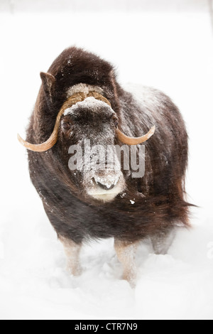 CAPTIVE: Kuh Moschusochsen steht im Tiefschnee, während ein Winter Sturm, Alaska Wildlife Conservation Center, Yunan Alaska, Winter Stockfoto