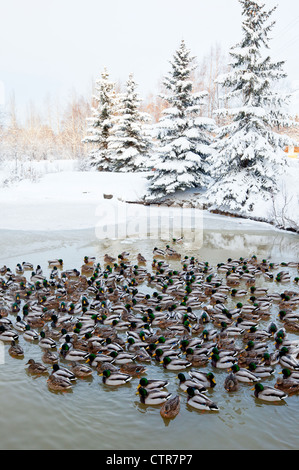 Eine große Herde von Mallard Enten in einem Teich in Anchorage, Alaska Yunan, Winter Stockfoto