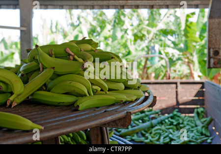 Geernteten Bananen auf eine Sortierung Rack im Hinblick auf die Banane Felder auf einer Farm in der Nähe von Mission Beach, Queensland Stockfoto