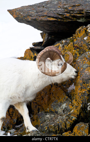 Eine voll-Curl Dallschafe Ram leckt an Felsen mit bunten Moos und Flechten, Chugach Mountains, Yunan Alaska, Winter Stockfoto