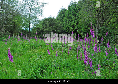 Fingerhut Digitalis Purpurea auf South Downs über Kingley Vale. Stockfoto