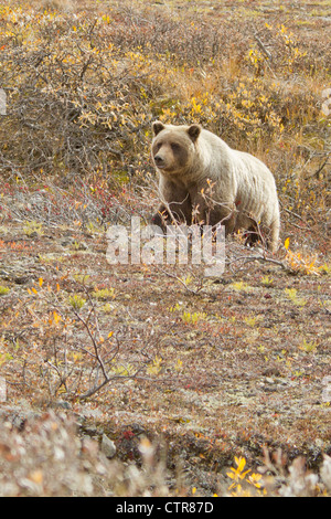 Grizzly auf der Suche nach Beeren in der Nähe von Toklat River, Denali National Park & Preserve, innen Alaska, Herbst Stockfoto