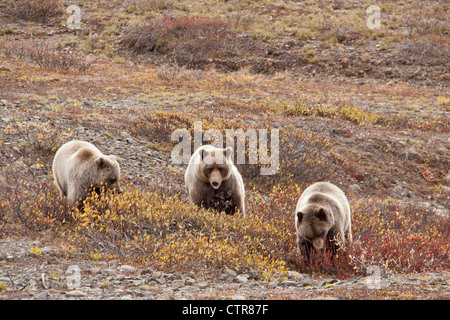 Sau und zwei drei Jahre alten jungen ernähren sich von Beeren in der Nähe von Toklat River, Denali National Park & Preserve, innen Alaska, Herbst Stockfoto