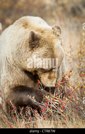 Weibliche Grizzly ernähren sich von Beeren in spät fallen, Denali National Park & Preserve, innen Alaska Stockfoto