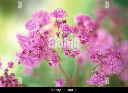 Thalictrum Aquilegifolium, Meadow Rue, rosa. Stockfoto