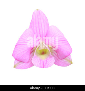 einzelne Orchidee isoliert auf weißem Hintergrund Stockfoto