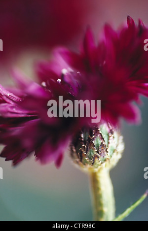 Centaurea Cyanus "Black Ball", Kornblume, rot. Stockfoto