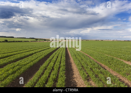 Karotte-Zeilen im Juli West Norfolk Stockfoto