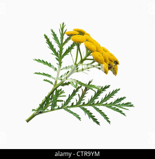 Tanacetum Vulgare, Rainfarn, gelb, weiß. Stockfoto