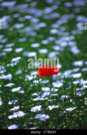 Papaver & Linum Usitatissimum, Mohn & Leinsamen, Flachs, rot. Stockfoto