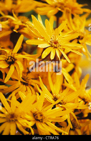 Ligularia Dentata 'Othello', Daisy, Orange. Stockfoto