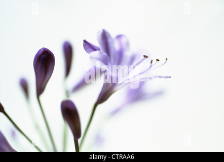 Agapanthus Sorte, Agapanthus, blau, weiß. Stockfoto