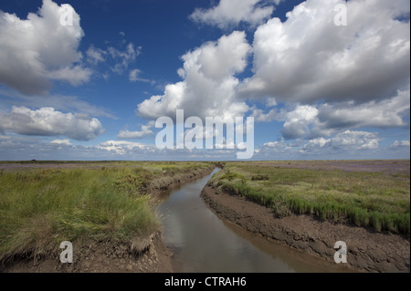 Creek und Strandflieder Limonium Vulgare Wareham Sümpfe Norfolk UK Juli Stockfoto