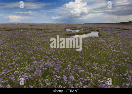 Strandflieder Limonium Vulgare Wareham Sümpfe Norfolk UK Juli Stockfoto