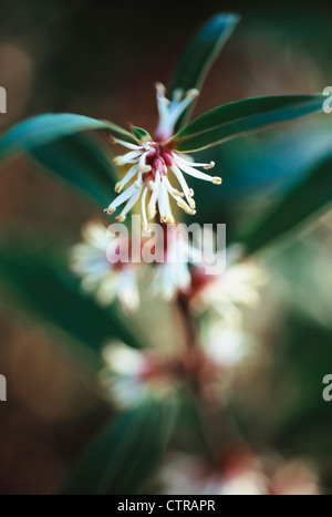 Sarcococca Sorte, süße Box weiß. Stockfoto