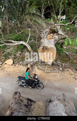 Frau auf dem Motorrad fahren Sie vorbei an einen großen umgestürzten Baum, der die Straße auf Samosir Island, Lake Toba, Nord-Sumatra blockiert wurde. Stockfoto