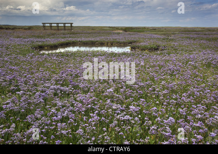 Strandflieder Limonium Vulgare Wareham Sümpfe Norfolk UK Juli Stockfoto