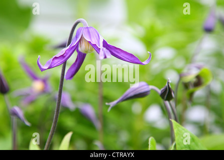 Selektiven Fokus auf einer hängenden lila Clematis Blume im heimischen Garten. Stockfoto