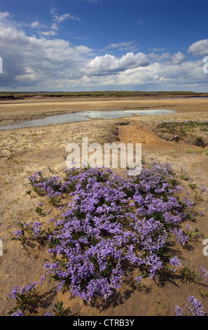 Strandflieder Limonium Vulgare Wareham Sümpfe Norfolk UK Juli Stockfoto