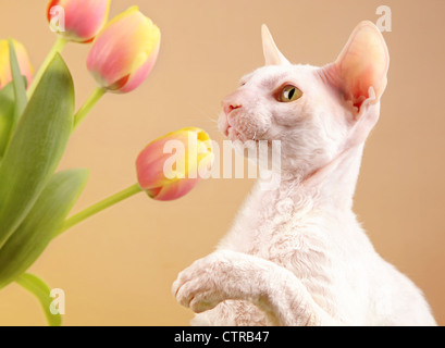 Eine weiße Cornish Rex Katze spielt mit einigen Frühjahr Tulpen. Stockfoto