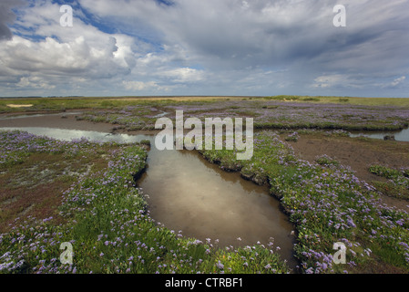 Strandflieder Limonium Vulgare Wareham Sümpfe Norfolk UK Juli Stockfoto