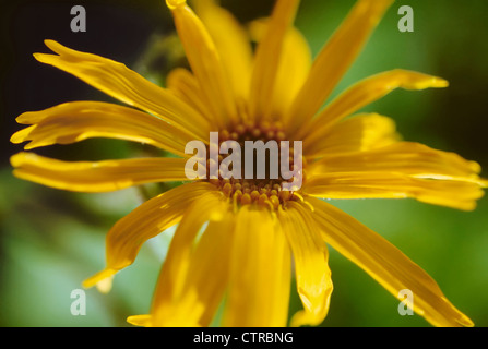 Arnica Montana, Arnika, gelb. Stockfoto