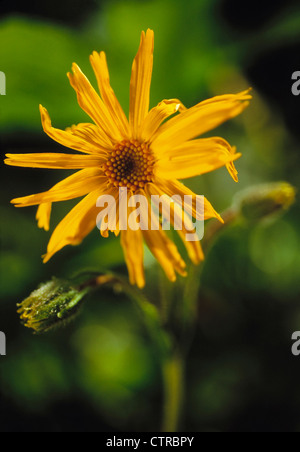 Arnika, Arnica Montana, [M] draußen, Sommer, Heilpflanzen, Berg