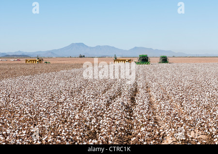 Ein paar Baumwolle pflücken Maschinen Ernten ein Baumwollfeld in Arizona. Eine Modul-Verpackungsmaschine wird im Hintergrund angezeigt. Stockfoto