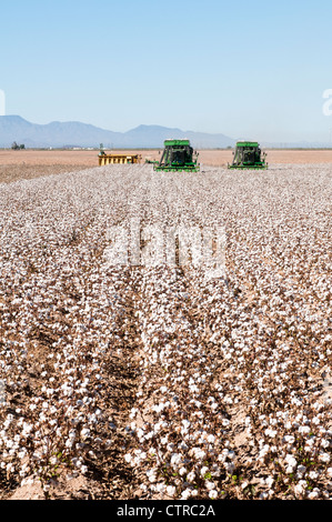 Ein paar Baumwolle pflücken Maschinen Ernten ein Baumwollfeld in Arizona. Eine Modul-Verpackungsmaschine wird im Hintergrund angezeigt. Stockfoto