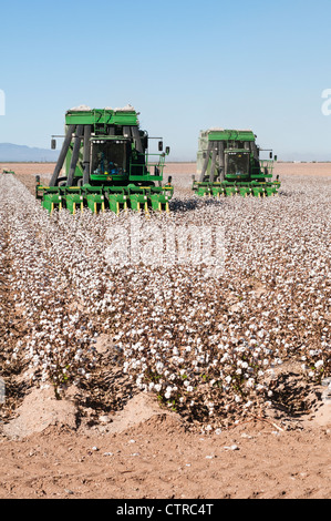 Ein paar Baumwolle pflücken Maschinen Ernten ein Baumwollfeld in Arizona. Stockfoto