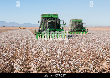 Ein paar Baumwolle pflücken Maschinen Ernten ein Baumwollfeld in Arizona. Eine Modul-Verpackungsmaschine wird im Hintergrund angezeigt. Stockfoto