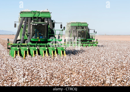 Ein paar Baumwolle pflücken Maschinen Ernten ein Baumwollfeld in Arizona. Stockfoto