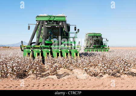 Ein paar Baumwolle pflücken Maschinen Ernten ein Baumwollfeld in Arizona. Stockfoto