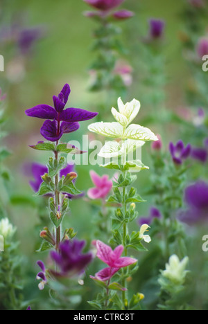 Salvia Viridis, Salbei, jährliche Muskatellersalbei, Mischfarben. Stockfoto