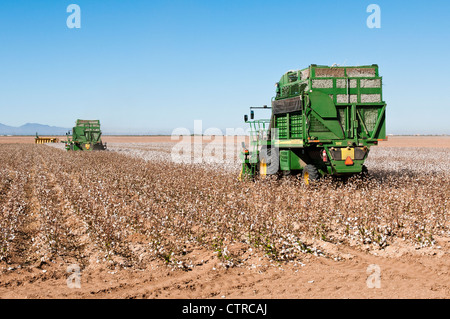 Ein paar Baumwolle pflücken Maschinen Ernten ein Baumwollfeld in Arizona. Stockfoto
