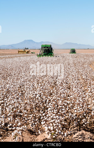 Ein paar Baumwolle pflücken Maschinen Ernten ein Baumwollfeld in Arizona. Stockfoto