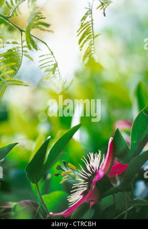 Passiflora 'Amethyst', Passionsblume, lila. Stockfoto