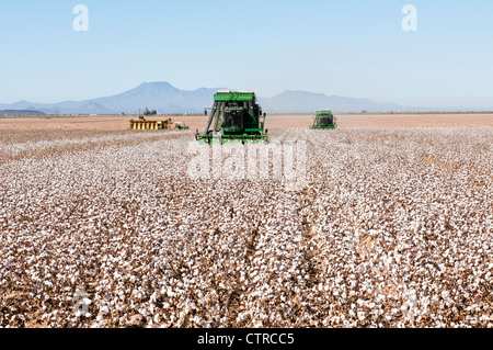 Ein paar Baumwolle pflücken Maschinen Ernten ein Baumwollfeld in Arizona. Stockfoto