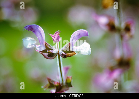 Salvia Sclarea Var Turkestanica, Salbei, Muskatellersalbei, lila. Stockfoto