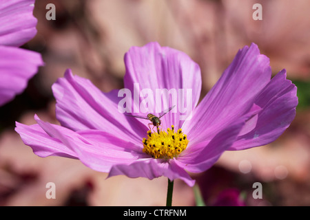 Cosmos Bipinnatus, Kosmos, rosa. Stockfoto