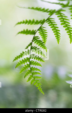 Sorte, Farn, grün. Stockfoto