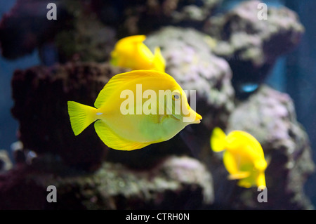 Gelbe Tang Fische in einem Aquarium Stockfoto