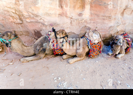 Beduinen Kamele in Petra, Jordanien Stockfoto